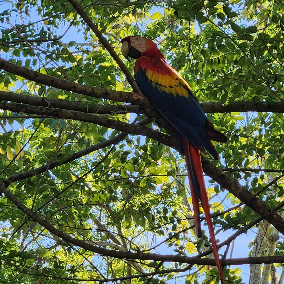 macaw resting on a tree